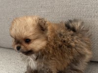 Pomeranian yavrularımız yeni ailesini arıyor