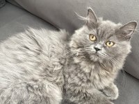 GÜZEL BRİTİSH LONGHAİR KIZIMIZ YENİ SAHİBİNİ BEKLİYOR