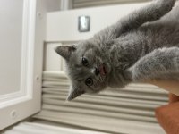 British Shorthair Bebeklerimize Sıcacık Yuvalar Arıyoruz