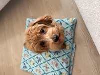Poodle Ve Terrier Kırması