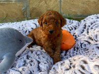 Toy Poodle Yavrular Minik Ve Sevimli