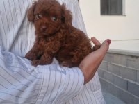 DARK BROWN TEACUP KORE POODLE BEBEKLER