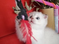 Scottish fold 55 günlük kedimiz