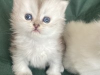 British longhair bebişler