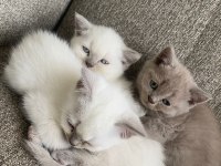 55 günlük blue point yavrular british shorthair