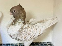 GÜVERCİN GENÇ VE SAĞLIKLI