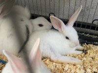 ERKUT PETTEN RENK RENK YAVRU TAVŞANLAR