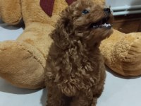 Acil Toy Poodle