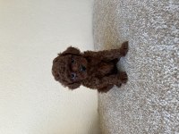 Muhteşem yüz renk ve tüy kalitesine sahip poodle bebekler