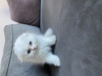 Saf kan şecereli 50 günlük erkek ve dişi scottish fold