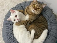 BRİTİSH SHORTHAİR 4,5 AYLIK 9 AYLIK BURSA
