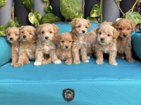 A Kalite Maltipoo Yavrular