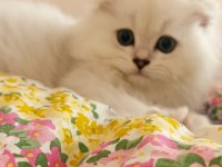 Anne baba secereli 3 aylık scottish fold long hair silver