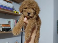 Eşsiz poodle köpeklerimiz