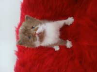 Çikolata British Shorthair Cinnemon Bicolor Ve Fawn