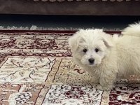 Maltese Terrier 2 Aylık
