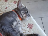 Cins Gri British Shorthair Erkek 10 Aylık