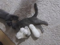 Yavru scottish fold