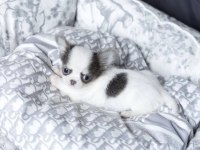 Birbirinden Güzel Safkan Chihuahua Yavrularımız
