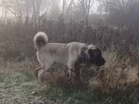 15 AYLIK ERKEK ASLAN KÖPEĞİMİZ