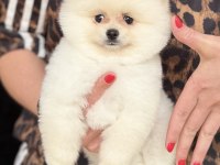 AYI SURAT ERKEK POMERANİAN BOO