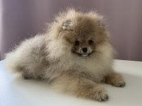 Pomeranian boo köpeklerimiz