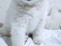 Eşsiz Samoyed Yavrularımız