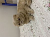 Çok yakışıklı scottish fold