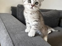 Safkan mini scottish fold ve british yavrular