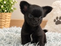 SİYAHIN EN GÜZEL TONU MİNİK CHIHUAHUA KÖPEĞİMİZ