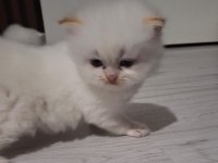 2 Aylık Sarı İran Kedisi