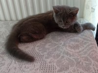 MİA 65 GÜNLÜK SAFKAN ORJİNAL KEHRİBAR GÖZ KEDİMİZ