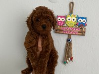 Red Brown poodle yavrularim orijinal