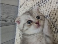 Yaz şekerleri scottish fold