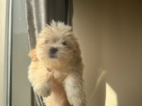 Poodle dan farksız maltipoo
