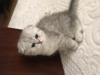 Scottish fold silver erkek yavrumuz teslime hazır