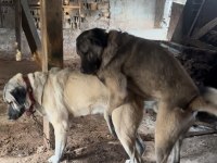 A++ kalite Kangal sağlıklı yavrular sağlam kan