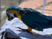 Blue gold macaw evcil