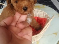 Poodle yavrular
