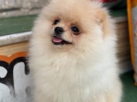 Premium Pomeranian Boo