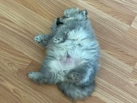 60 günlük pomeranian yavrumuz
