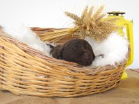 Şecereli Çikolata Labrador Retriever Yavrular