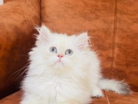 By1133 erkek british longhair