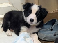 Border collie bebekler sağlık ve ırk garantili teslim