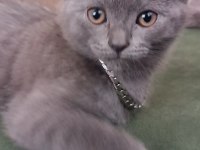 Sahiplendirme scottish fold