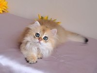 British longhair golden sevimli cana yakın uysal