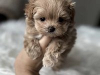 Teacup kore maltipoo yavruları