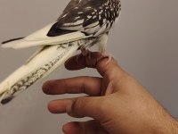 4 aylık ful evcil sultan papağanı