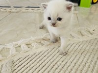 Scottish fold prenses ve prensesim