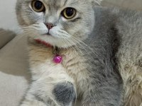 Sahiplendirme scottish fold